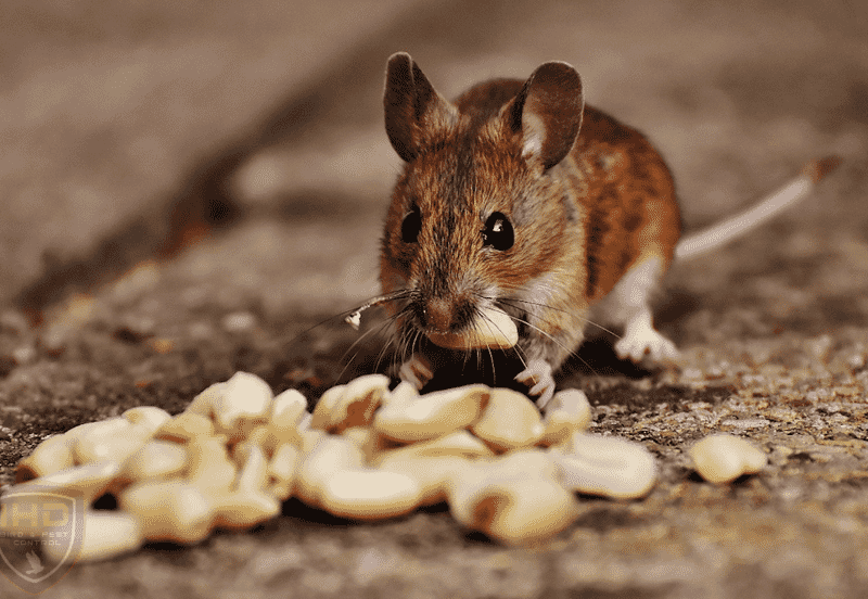 mouse-1708441_1024 mouse-1708441_1024